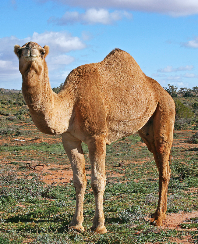 CAMEL - визначення й синоніми camel в англійська словнику